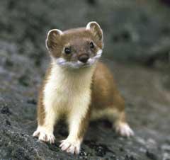 Chồn Ermine ảnh 1