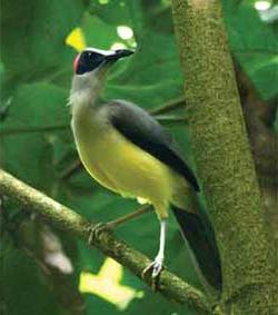 Chim hói đầu Picathartes gymnocephalus ảnh 1