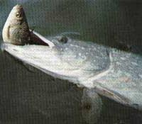Cá chó Esox lucius ảnh 1