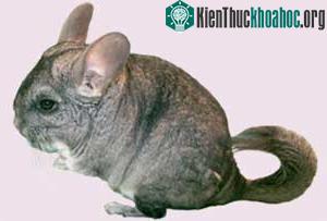 Chuột Chinchilla ảnh 1