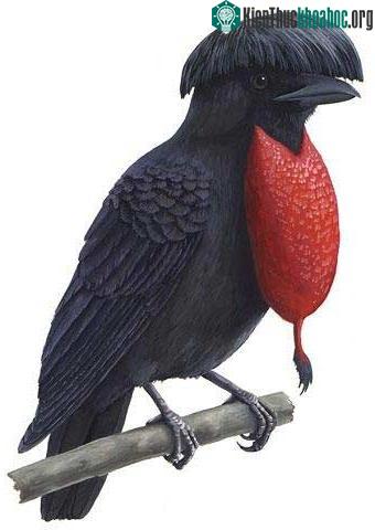 Chim ô dù ảnh 1