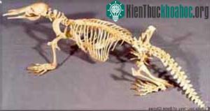 Thú mỏ vịt ảnh 1