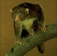 Vượn cáo Perodicticus Potto ảnh 1