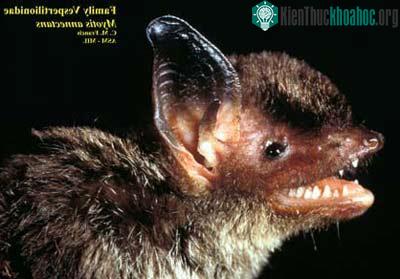 Dơi tai mặt lông - Myotis-annectans