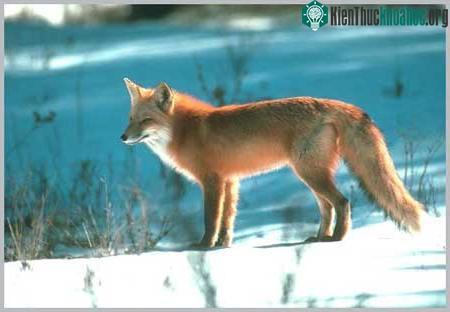 Cáo đỏ - Vulpes vulpes