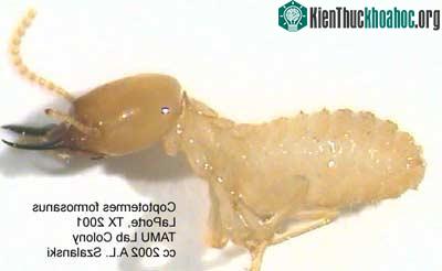 Mối nhà - Coptotermes formosanus