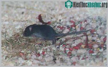 Chuột đen - Rattus rattus