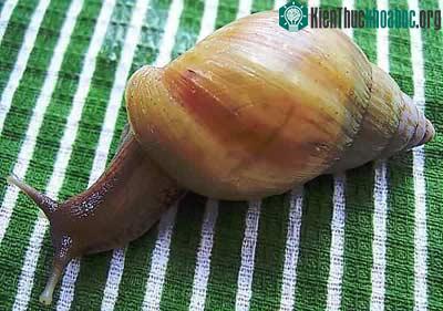 Ốc sên Châu Phi - Achatina fulica