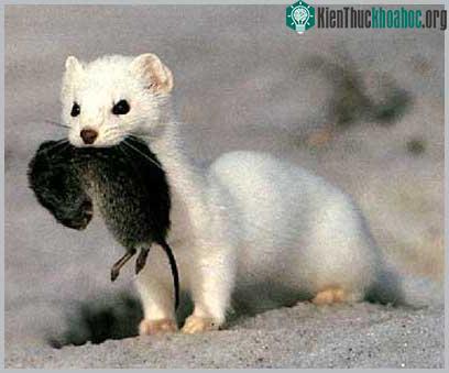 Chồn ecmin - Mustela erminea