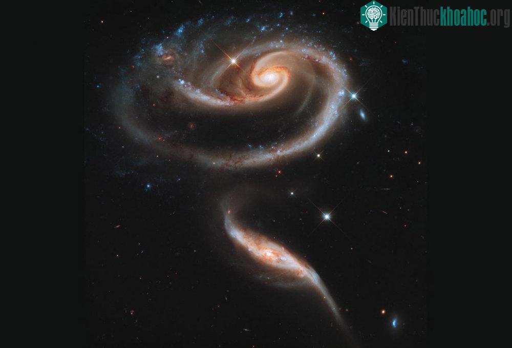 Arp 273 là một nhóm các thiên hà trong chòm sao Andromeda trông khá giống như một bông hoa hồng rất lớn.
