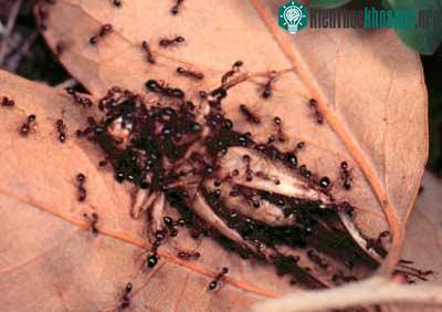Kiến lửa đỏ - Solenopsis invicta