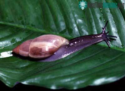 Sên sói tía - Euglandina rosea