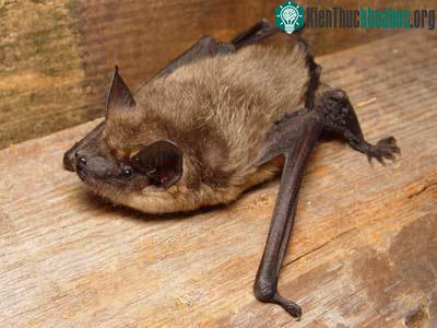 Eptesicus Serotinus