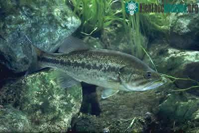 Cá vược miệng rộng - Micropterus salmoides