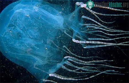 Australian Box Jellyfish