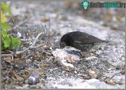 Chim sẻ đất lớn - Geospiza magnirostris