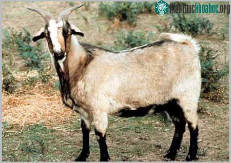 Dê capra - Capra hircus