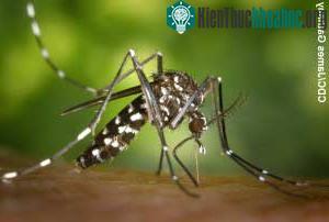 Muỗi vằn châu Á - Aedes albopictus