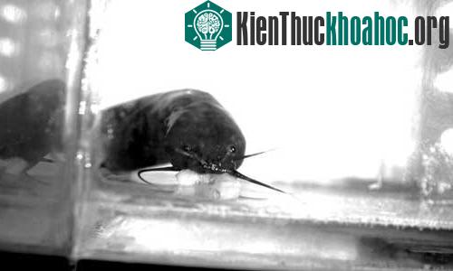 Phát hiện loài cá nhảy lên đất liền săn mồi ảnh 2