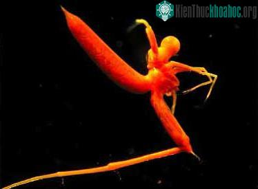 8 loài động vật không xương sống ở nước xâm hại nguy hiểm nhất trên thế giới ảnh 2