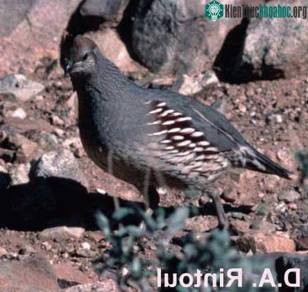 Cun cút có vảy - Chim Callipepla squamata ảnh 2