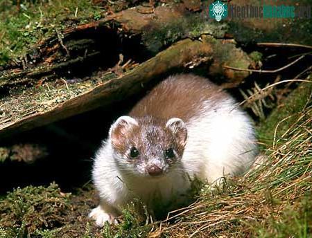 Chồn Ermine ảnh 2