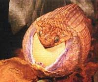 Răng trong cổ họng ảnh 2