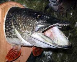 Cá chó Esox lucius ảnh 2