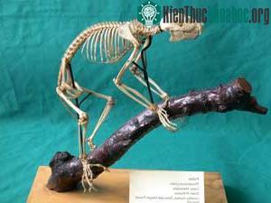 Vượn cáo Perodicticus Potto ảnh 2