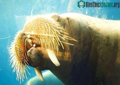 Con moóc Bắc cực ảnh 2