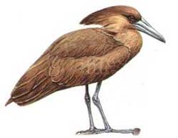 Chim đầu búa ảnh 2