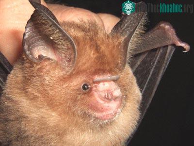 Dơi nếp mũi hai màu - Hipposideros bicolor