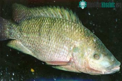 Cá Rô Phi Mozambique