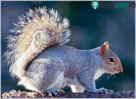 Sóc Nâu - Sciurus carolinensis