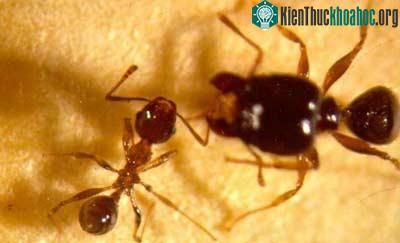 Kiến Đầu To - Pheidole megacephala
