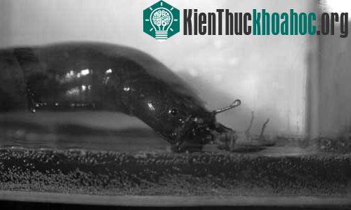 Phát hiện loài cá nhảy lên đất liền săn mồi ảnh 3