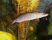Cá chó Esox lucius ảnh 3