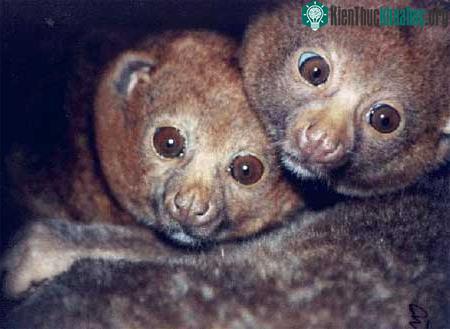 Vượn cáo Perodicticus Potto ảnh 3