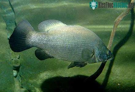 Cá vược sông Nile - Lates niloticus
