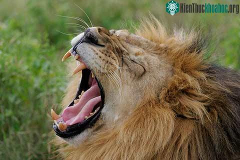 African Lion