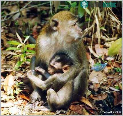 Macaca fascicularis