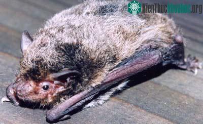 Dơi muỗi sọ dẹt - Pipistrellus abramus