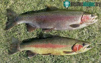 Cá hồi cầu vồng - Oncorhynchus mykiss