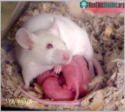 Chuột nhắt - Mus musculus