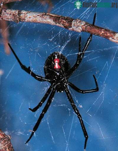 "góa phụ đen" (black widow)
