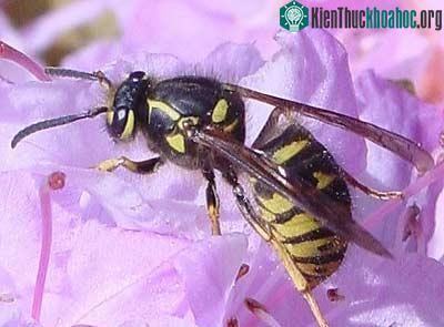 Ong Bắp Cày - Vespula vulgaris