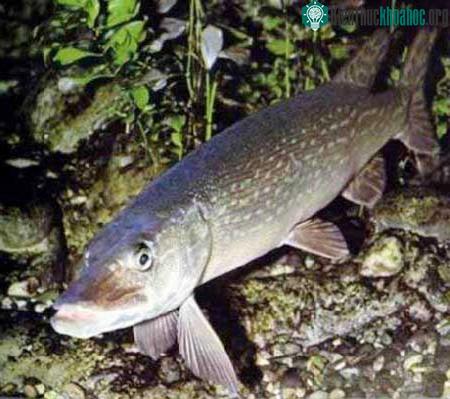 Cá chó Esox lucius ảnh 5