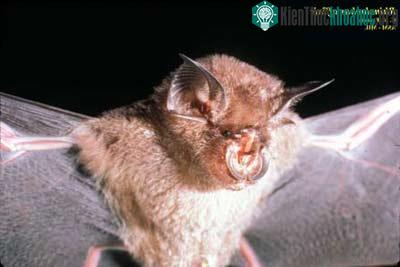 Dơi lá đuôi - Rhinolophus affinis