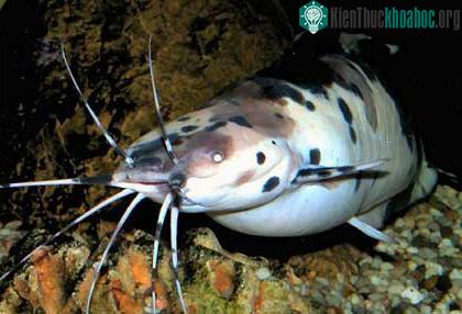 Cá trê - Clarias batrachus