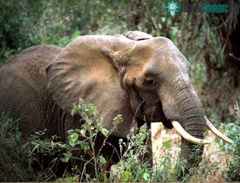 Voi - Elephant
